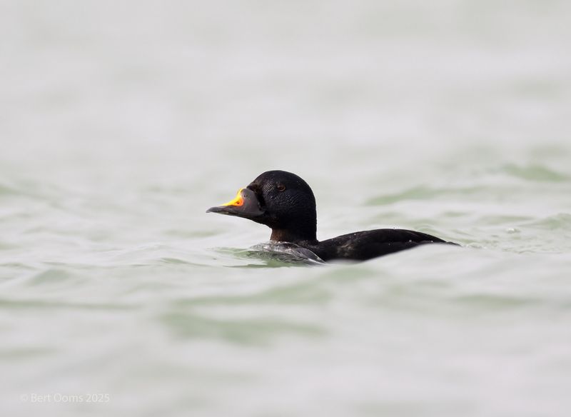Common scoter - Zwarte zee-eend PSLRT 1992