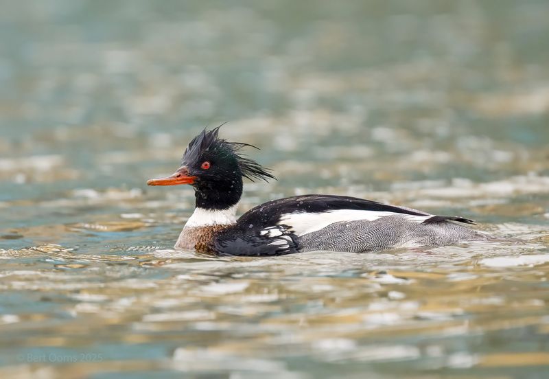 Red-breasted merganser - middelste zaagbek PSLRT 2408