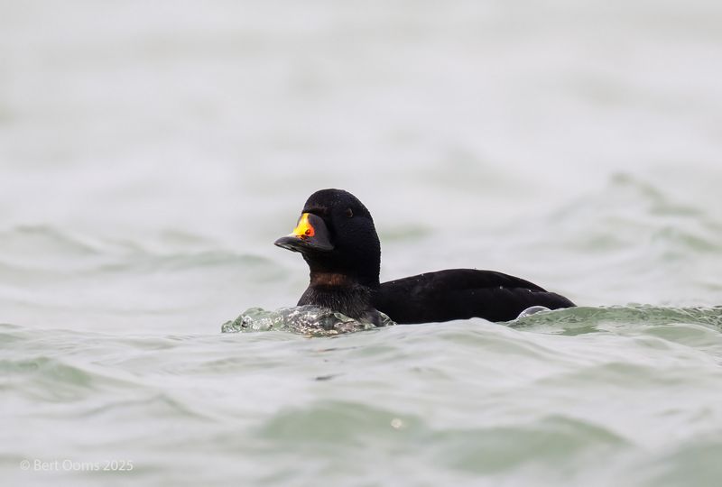 Common scoter - Zwarte zee-eend PSLRT 2000