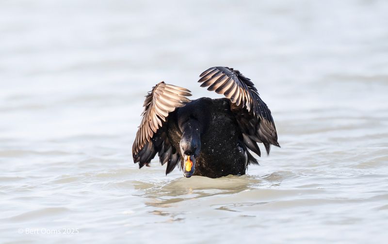 Common scoter - Zwarte zee-eend PSLRT 2076