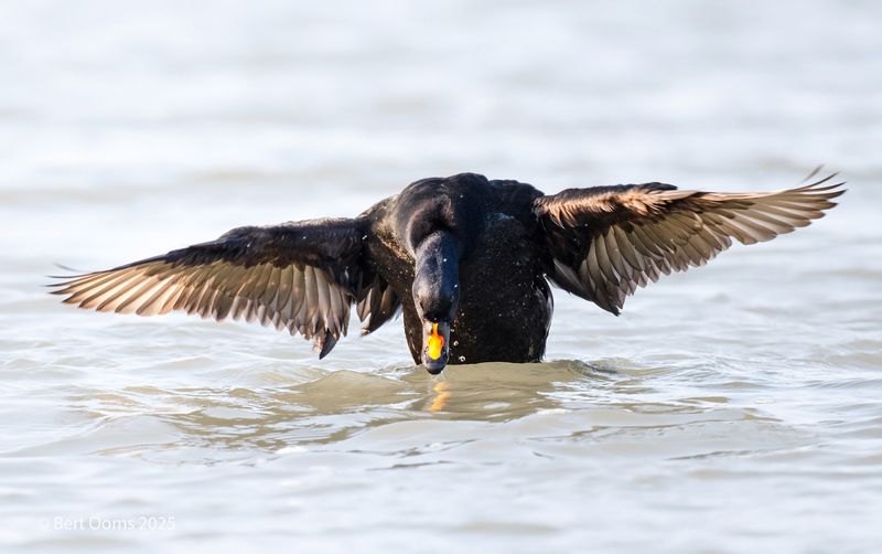Common scoter - Zwarte zee-eend PSLRT 2077