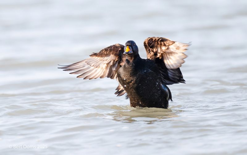 Common scoter - Zwarte zee-eend PSLRT 2078