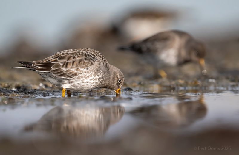 Purple sandpiper - Paarse strandloper PsLRT 1767