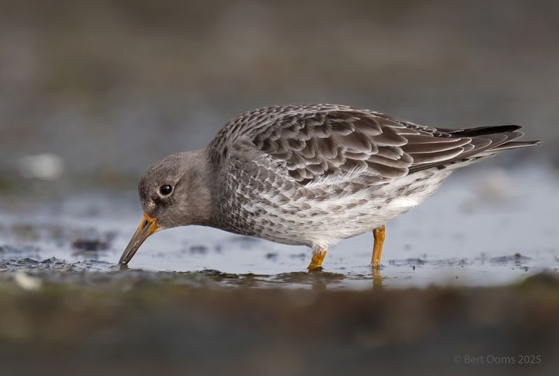 Purple sandpiper - Paarse strandloper PsLRT 1736