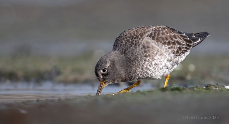 Purple sandpiper - Paarse strandloper KPsLRT 1761