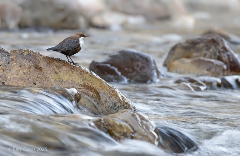 white-throated dipper  KPsLRT 2567