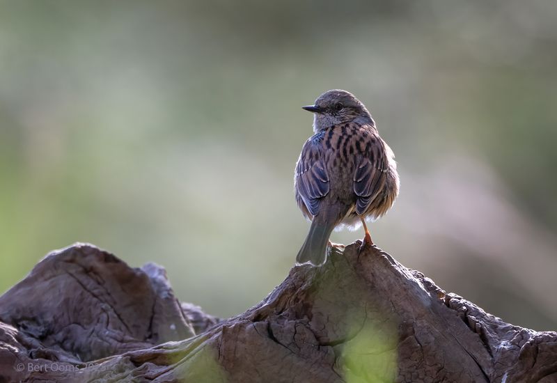 Dunnock - Heggenmus KPsLRT 3562