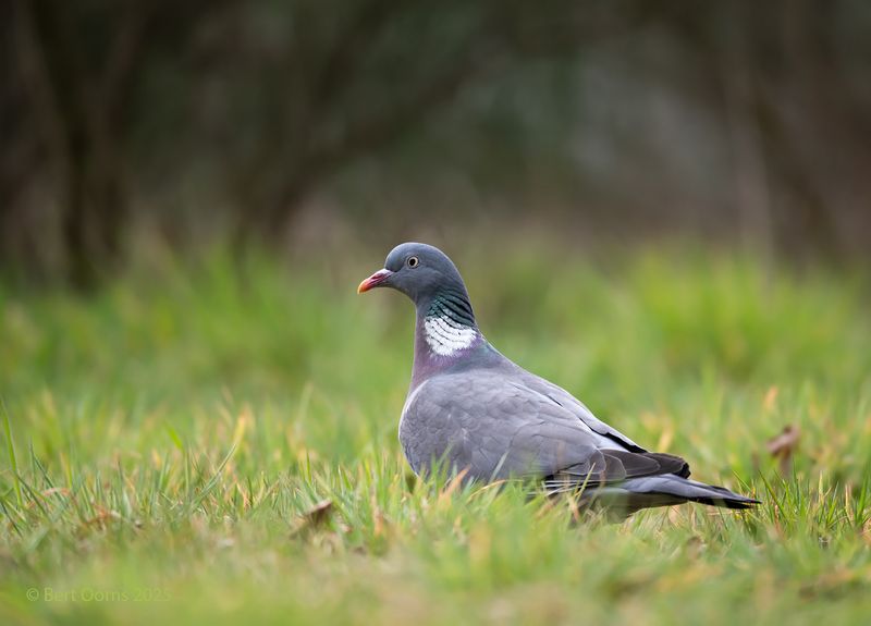 Wood pigeon- Houtduif PsLRT 2853