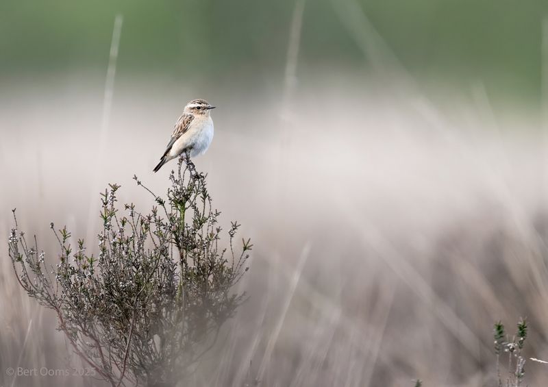 Whinchat - Paapje KPsLRT 5612