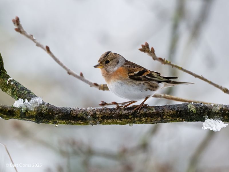 Brambling - Keep PsLRT 1583