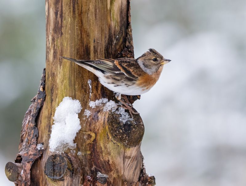 Brambling - Keep PsLRT 1624