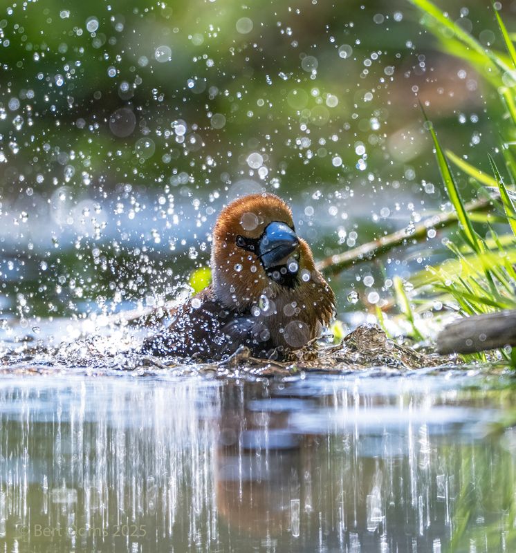 Hawfinch - Appelvink PsLRT 4229