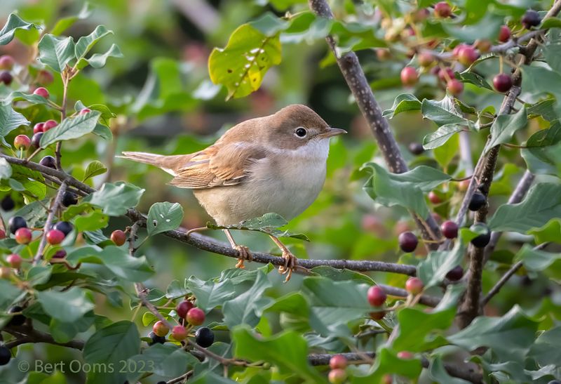 common whitethroat - Grasmus PSLRT 7486