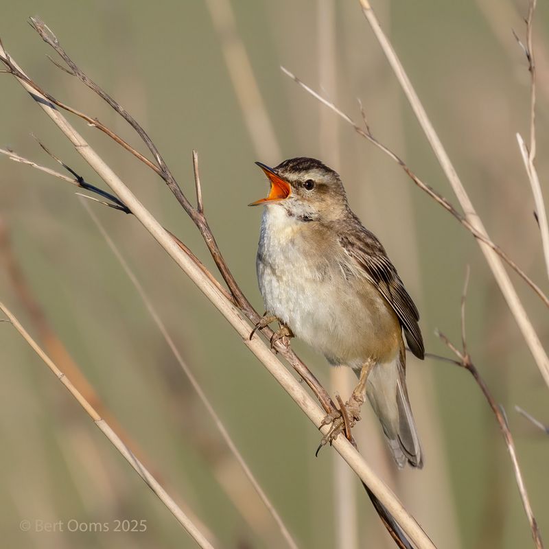 Sedge warbler - Rietzanger PsLRT 6435