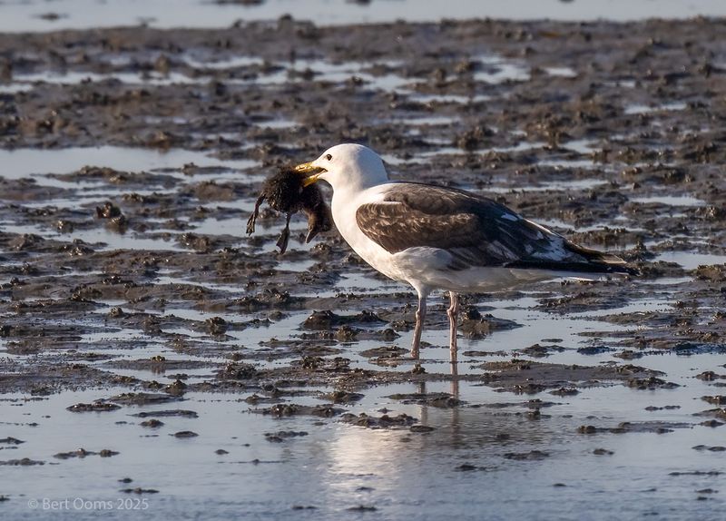 great black-backed gull - Grote mantelmeeuw PsLRT 6591