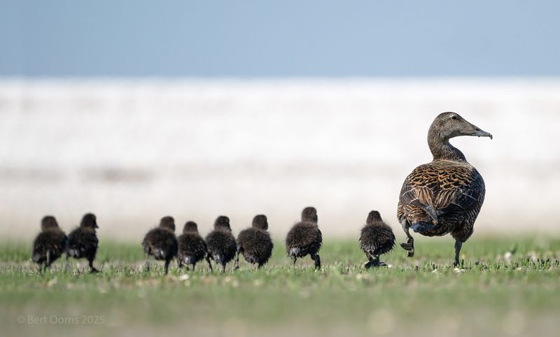 Common Eider - Eider KPsLRT 6828