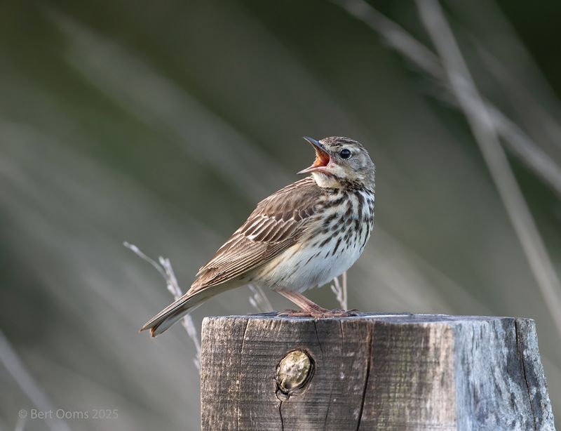Tree pipit - Boompieper KPsLRT 0176