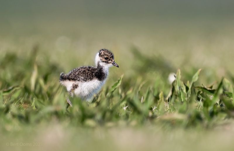 Northern lapwing - Kievit PsLRT 6828.
