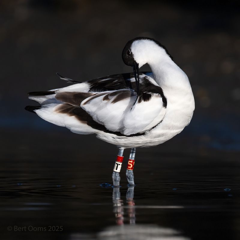 Avocet - Kluut PsLRT 7164