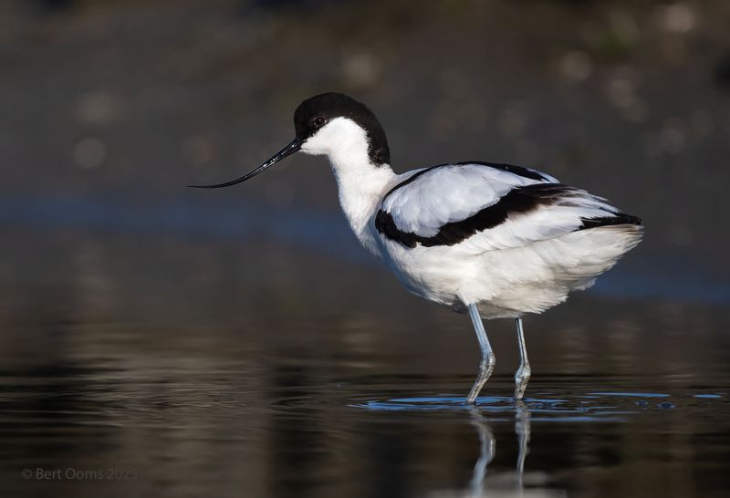 Avocet - Kluut PsLRT 7238
