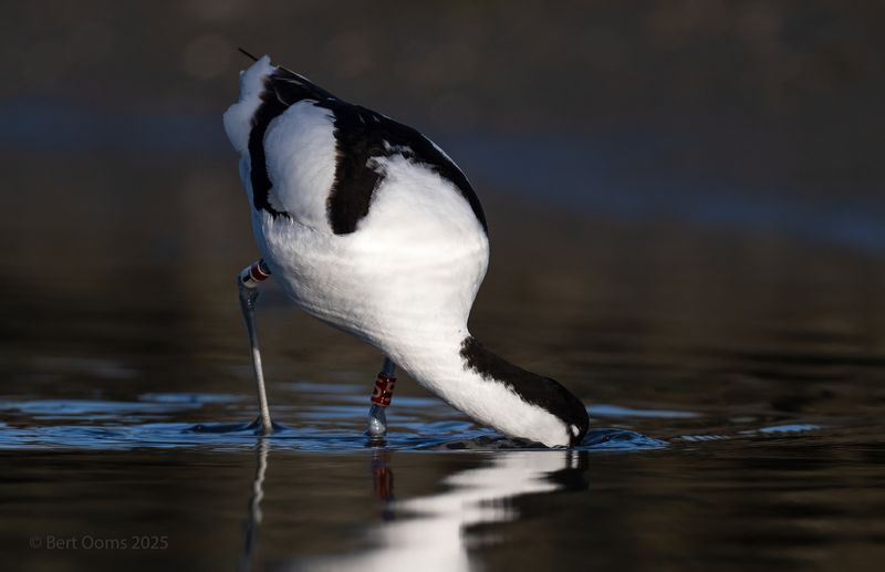 Avocet - Kluut PsLRT 7125