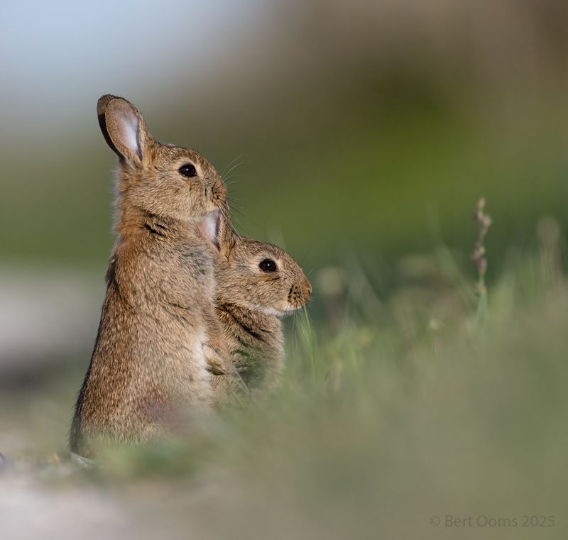 Rabbit - Konijn PsLRT 7473