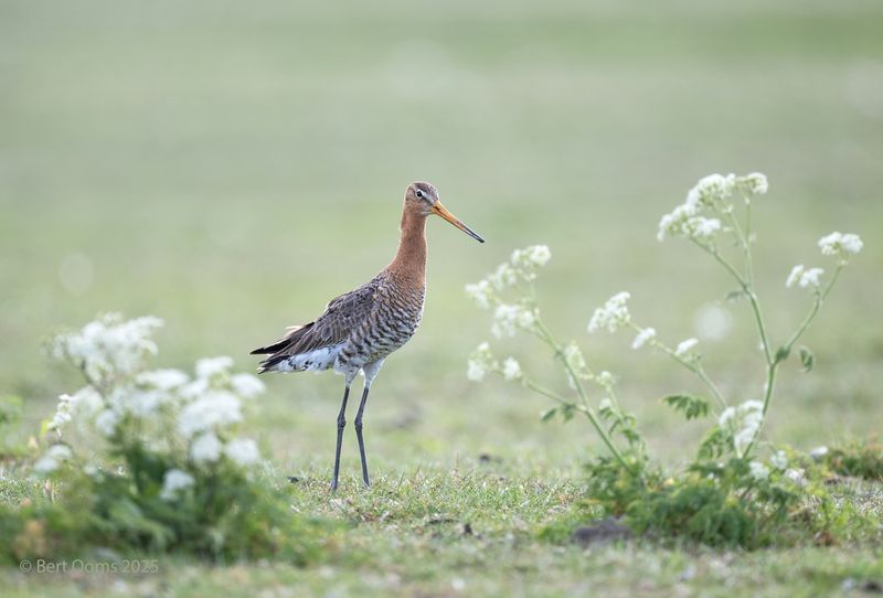 Black-tailed godwit - Grutto KPsLRT 7921