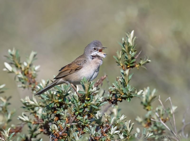 Common whitethroat - Grasmus PsLRT 7999