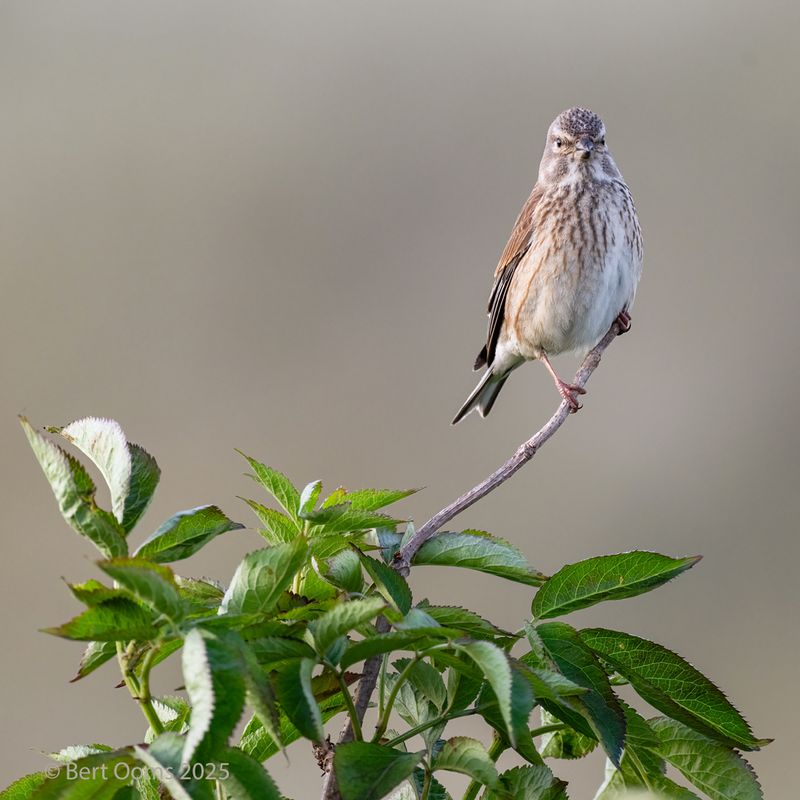 Linnet - Kneu PsLRT 7957