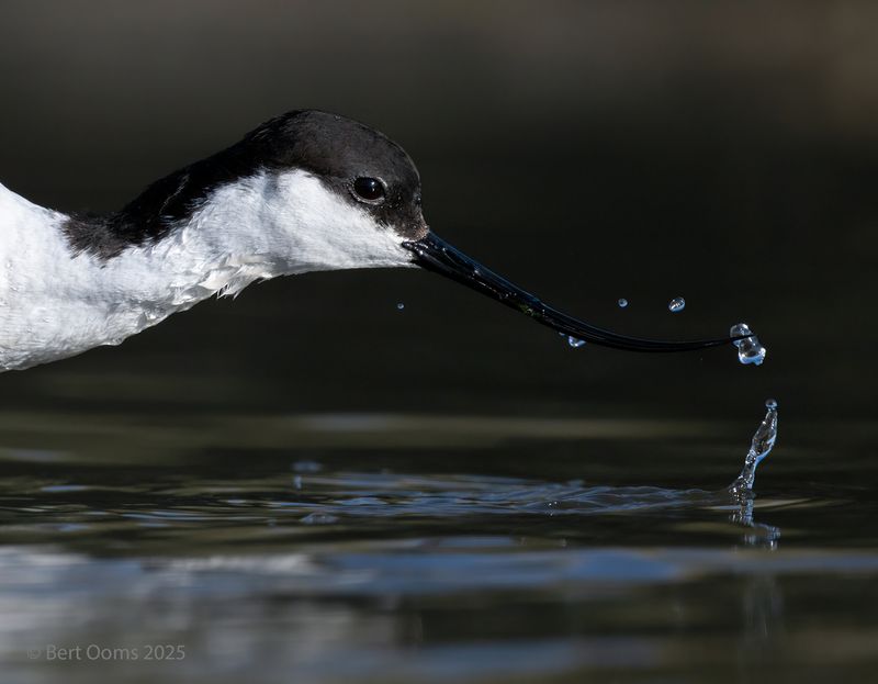 Avocet - Kluut KPsLRT 8082