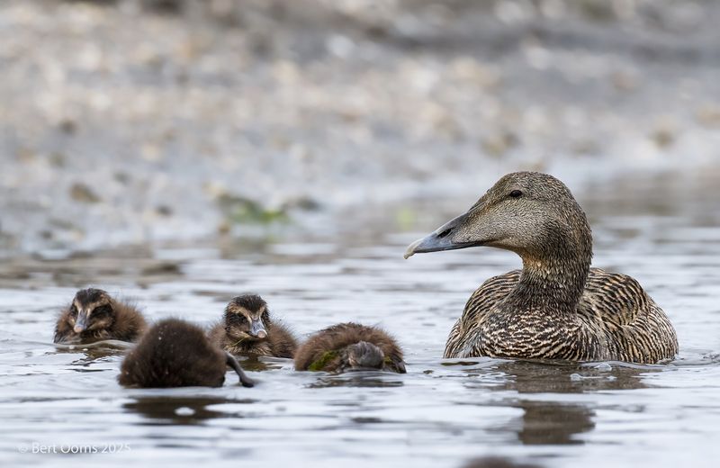 Common Eider PsLRT 8308