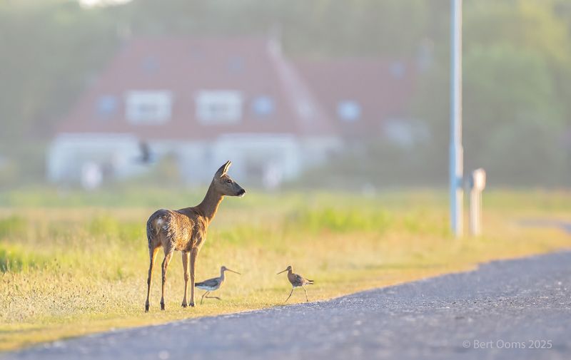 Ameland - nature views