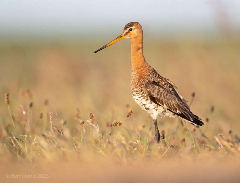 Black-tailed godwit KPsLRT 8659