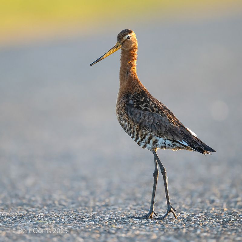 Black-tailed godwit PsLRT 8622