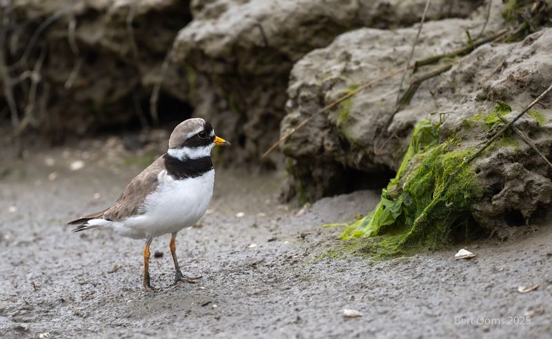 Ringed plover - bontbekplevier PsLRT 8594