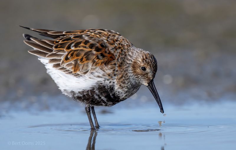 Dunlin - Bonte strandloper PsLRT 8834