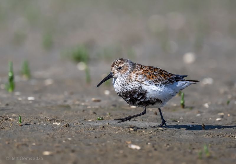 Dunlin - Bonte strandloper PsLRT 8850