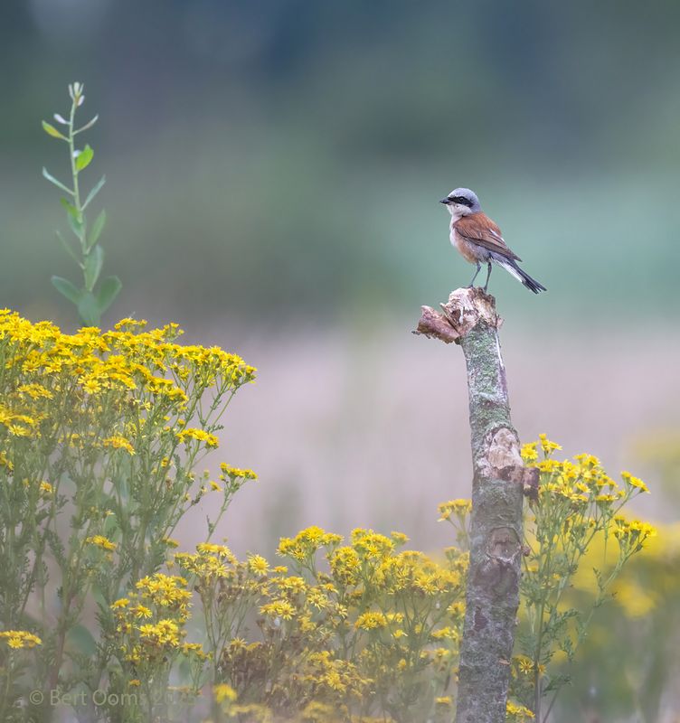 Red-backed shrike - Grauwe klauwier PsLRT 1001