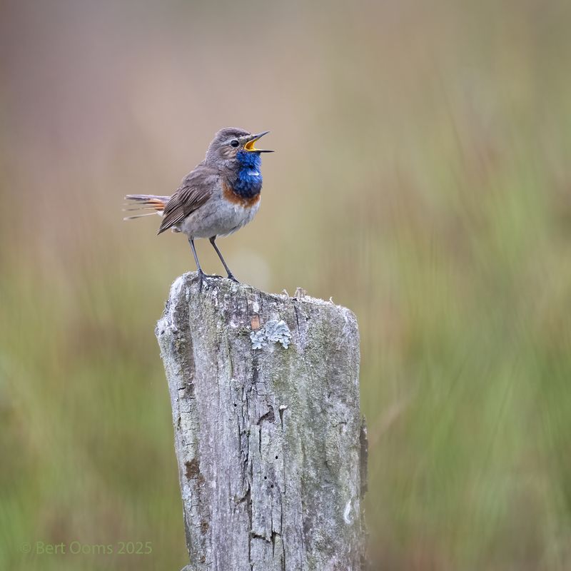 Bluethroat - Blauwborst PsLRT 0442