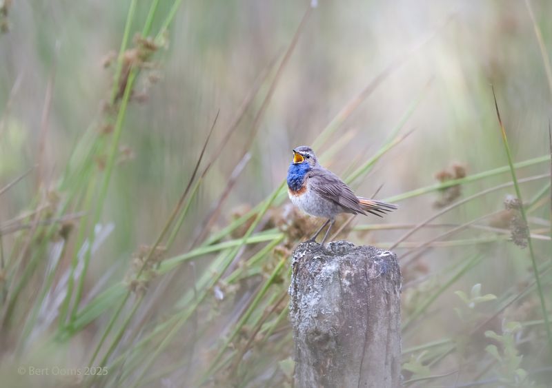 Bluethroat - Blauwborst PsLRT 0399.jpg