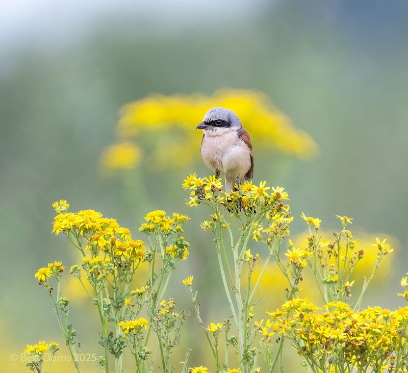 Red-backed shrike - Grauwe klauwier  PsLRT 1045