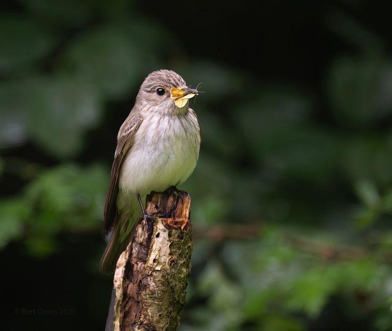 Exploring field and forest around my house