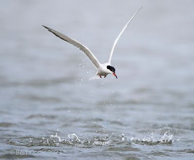 Common tern - visdief PSLRT 5399
