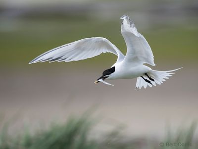 Sandwich tern - grote stern PSLR-5925