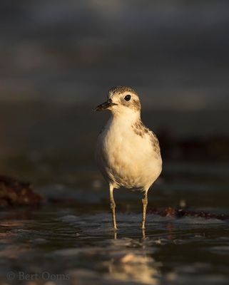 Charadrius obscurus - New Zealand Plover - Rosse Plevier 