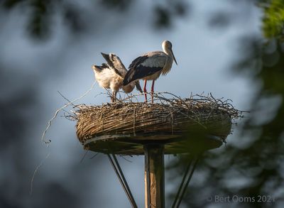 Ciconia ciconia - White stork - Ooievaar
