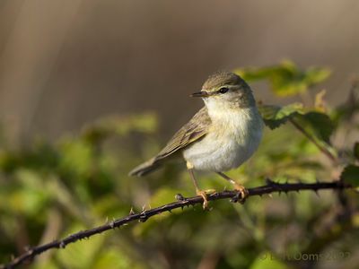 Phylloscopus trochilus - Willow Warbler - Fitis