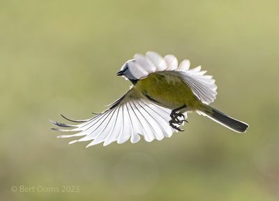 Cyanistes caeruleus - Eurasian blue tit - pimpelmees