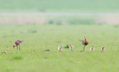 Black-tailed godwit  PSLRT -1745