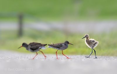Black-tailed godwit PSLRT-3577